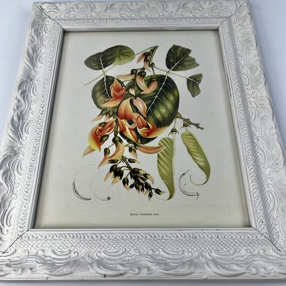 Vintage Floral Botanical Print Flame Of The Forest Print Shabby Chic Frame 11x13 - Picture 6 of 6